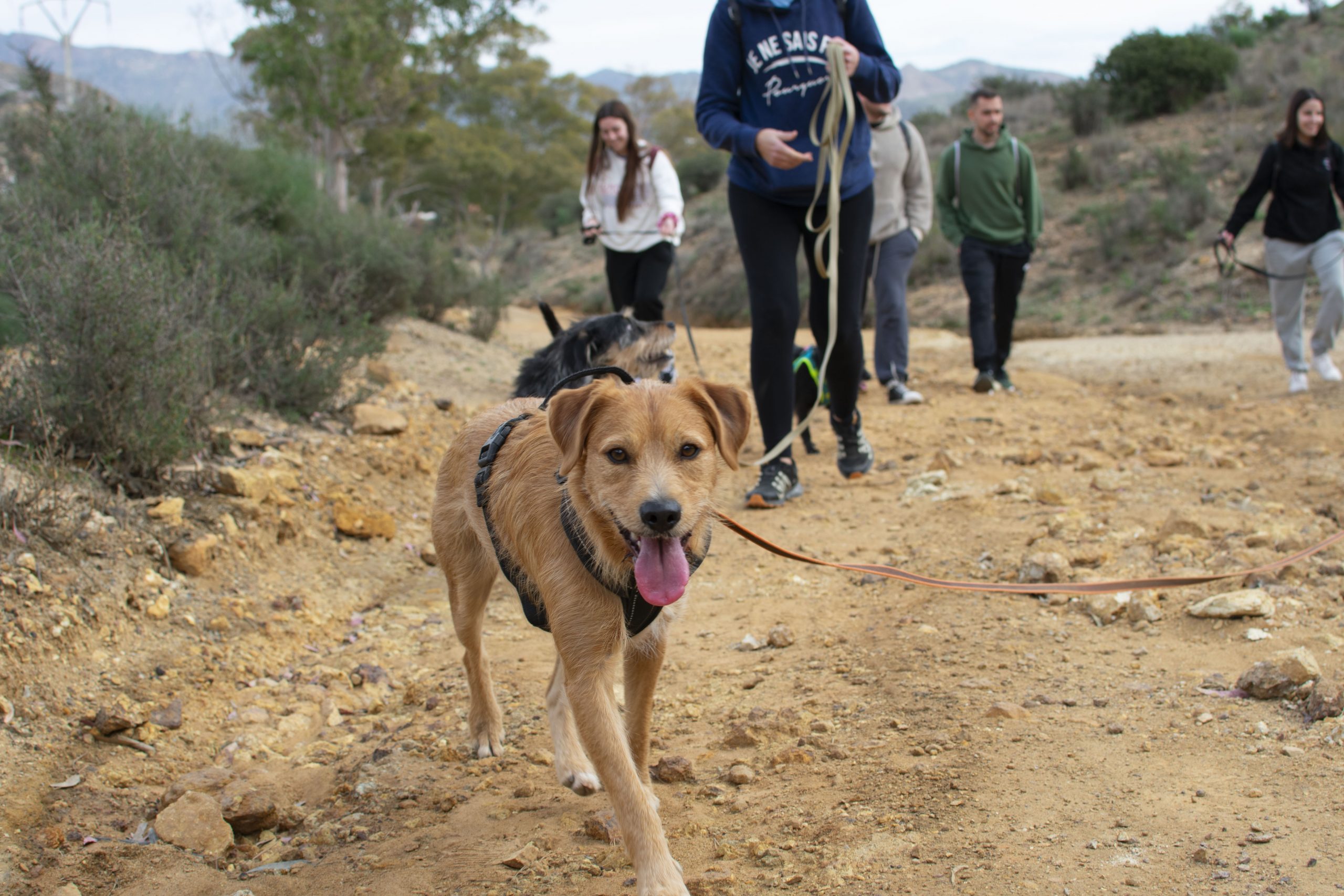 Grupo de socialización canina en Murcia con perros con correa en entorno natural — El Perro Mestizo