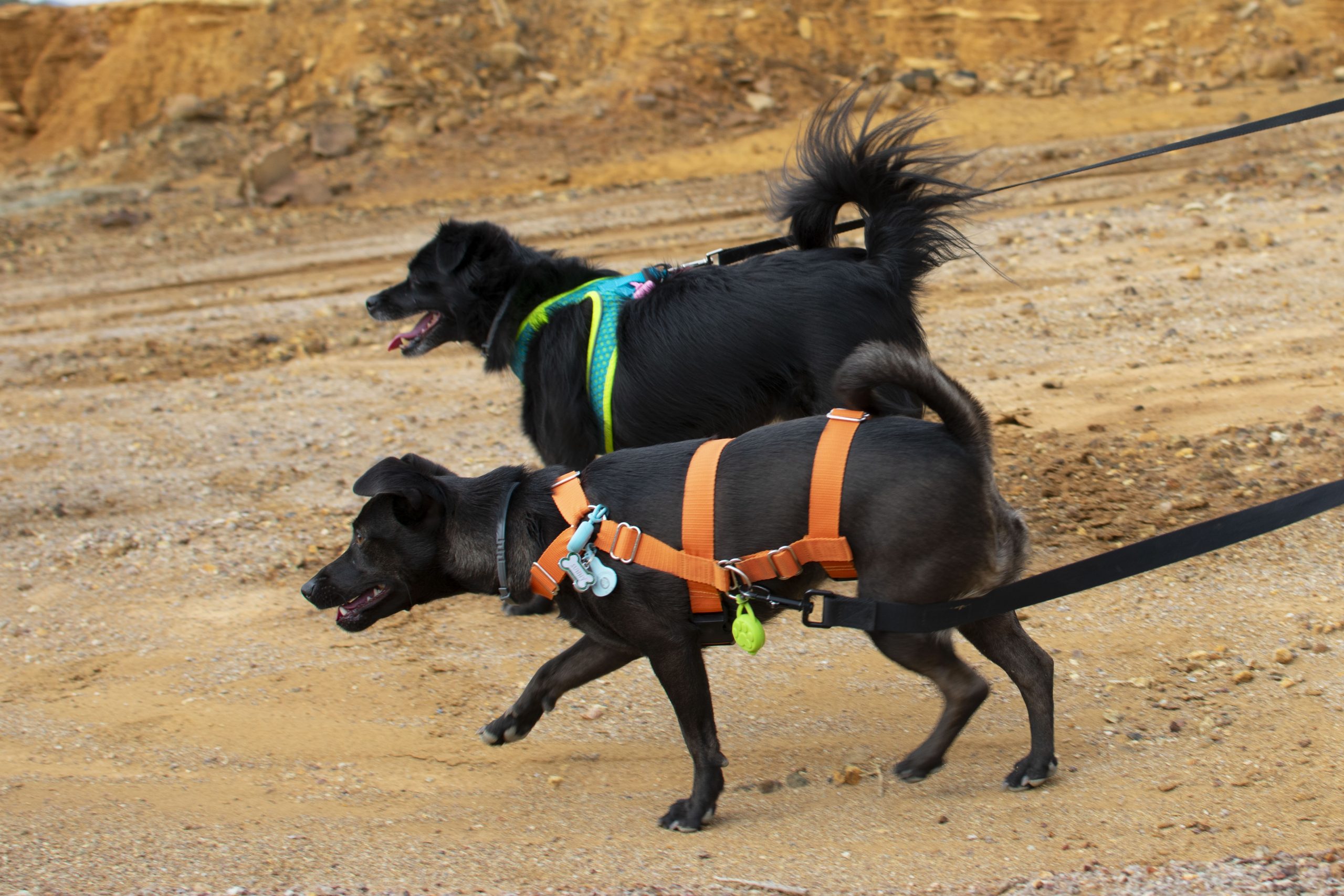 Dos perros con arnés y correa paseando juntos en entorno natural — grupos de socialización canina en Murcia El Perro Mestizo