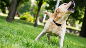 Perro reactivo en Murcia – El Perro Mestizo
